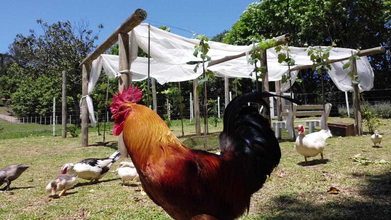 Casa Na Arvore Com Hidro, Piscina, Trilha, Cavalo เบงโต กองซัลเวส ภายนอก รูปภาพ